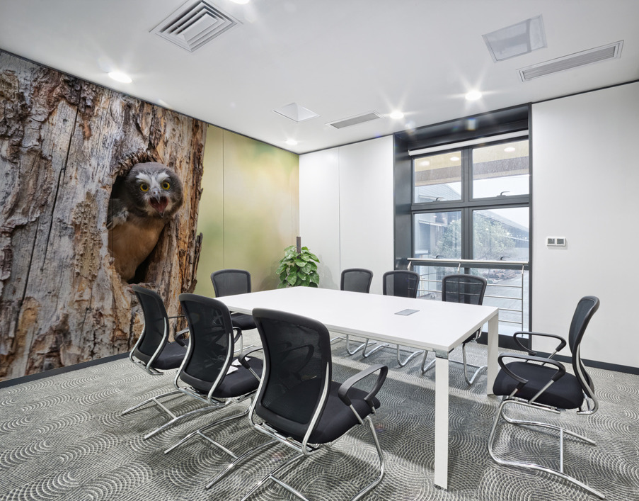 Northern Saw-Whet Owlet Wall Printing