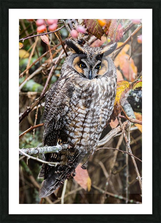 Long-eared Owl Picture Frame print