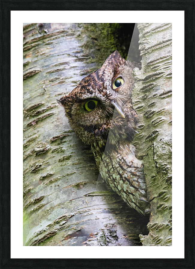 Western Screech Owl Picture Frame print