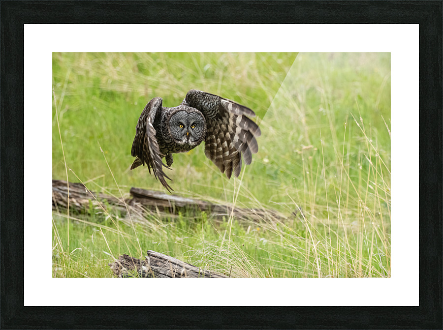 Great Gray Owl Picture Frame print