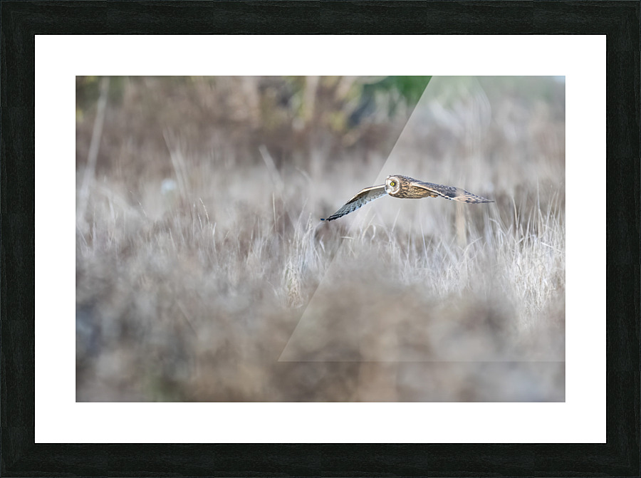 Short-eared Owl Picture Frame print