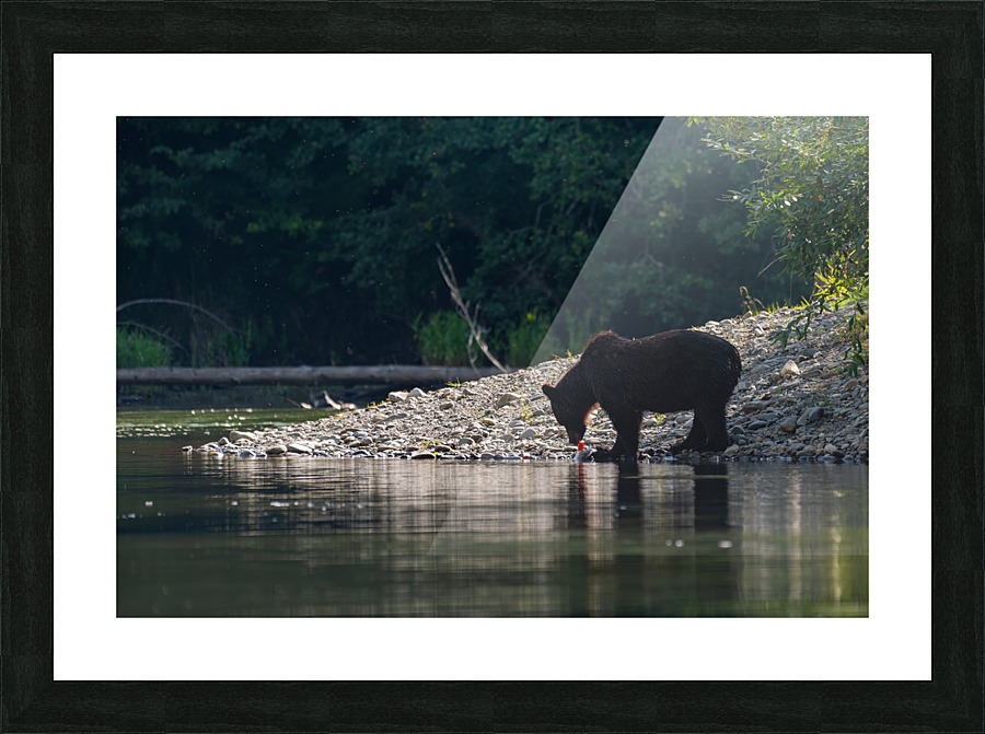 Grizzly Sow Picture Frame print