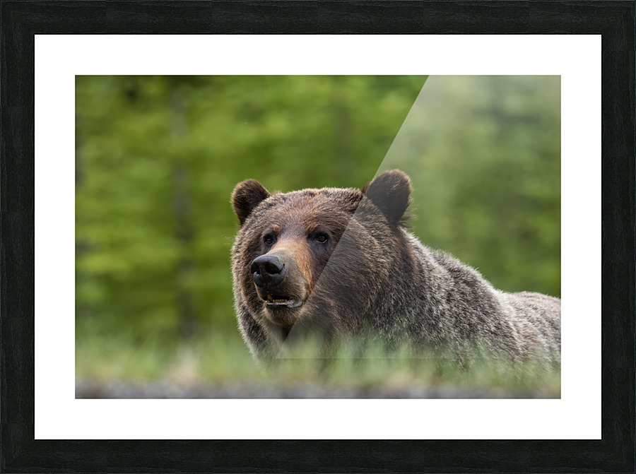 Grizzly Boar Picture Frame print