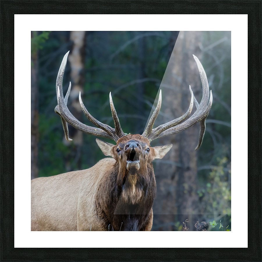 Bull Elk Picture Frame print