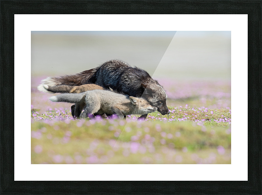 Red Fox with Kits Picture Frame print