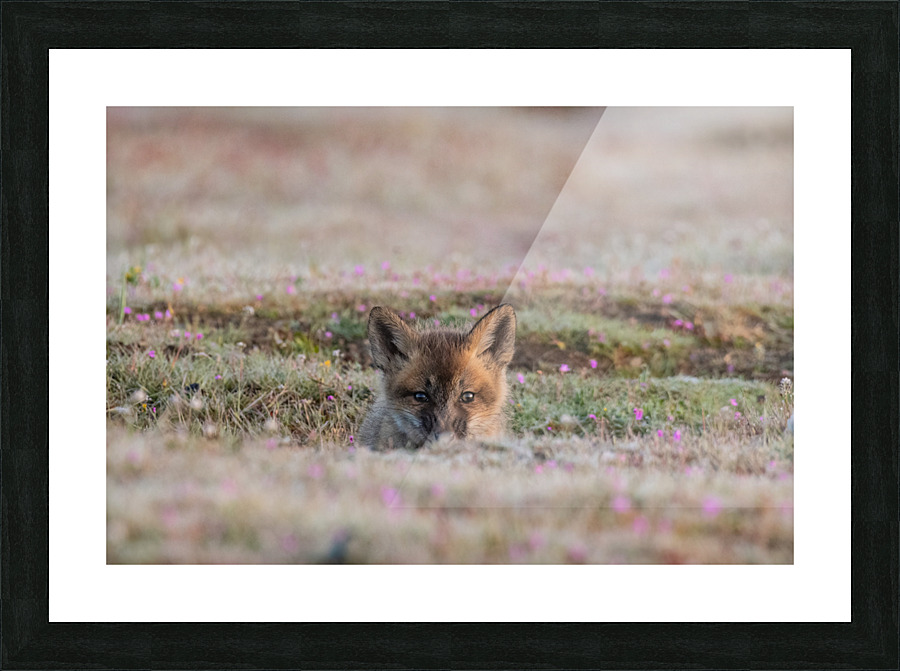 Red Fox Kit Picture Frame print