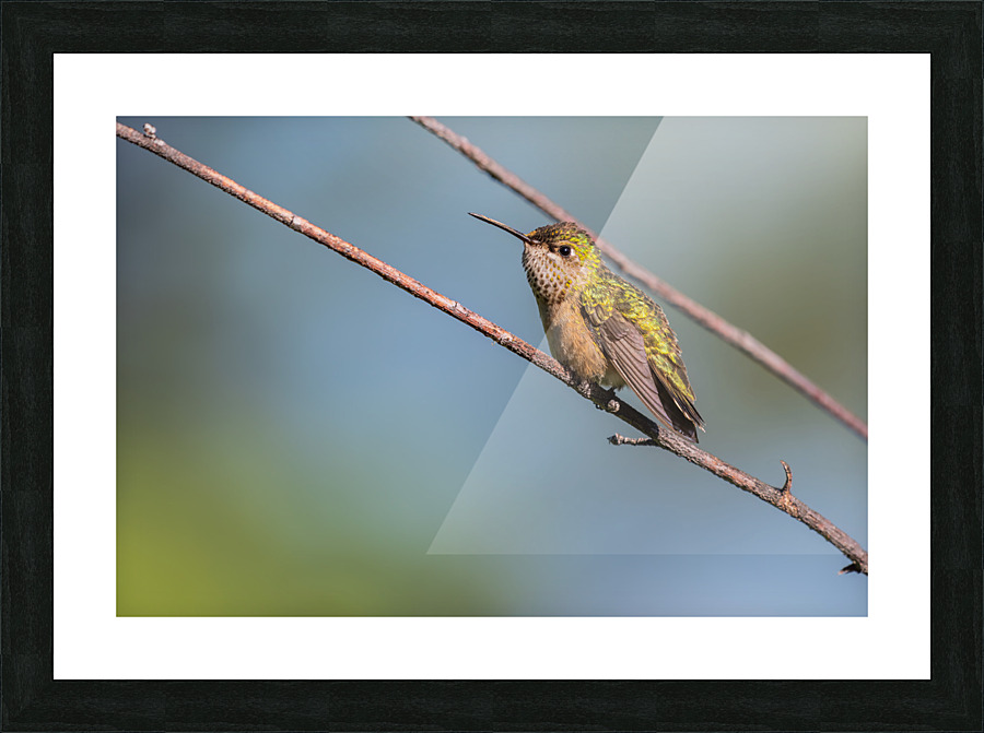 Female Calliope Hummingbird Picture Frame print