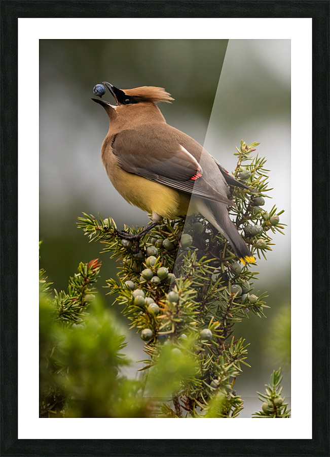 Cedar Waxwing Picture Frame print