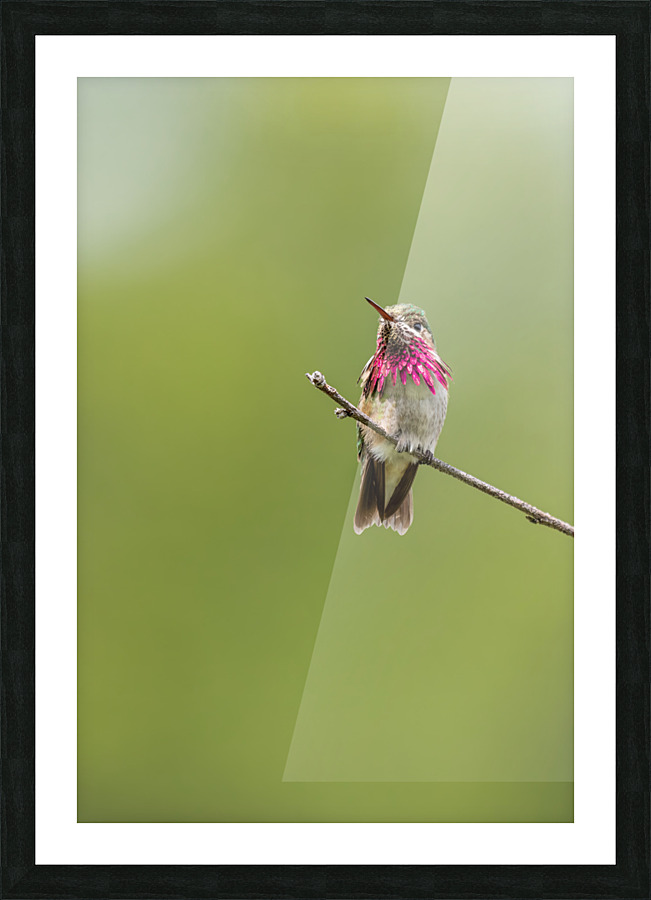 Male Calliope Hummingbird Picture Frame print