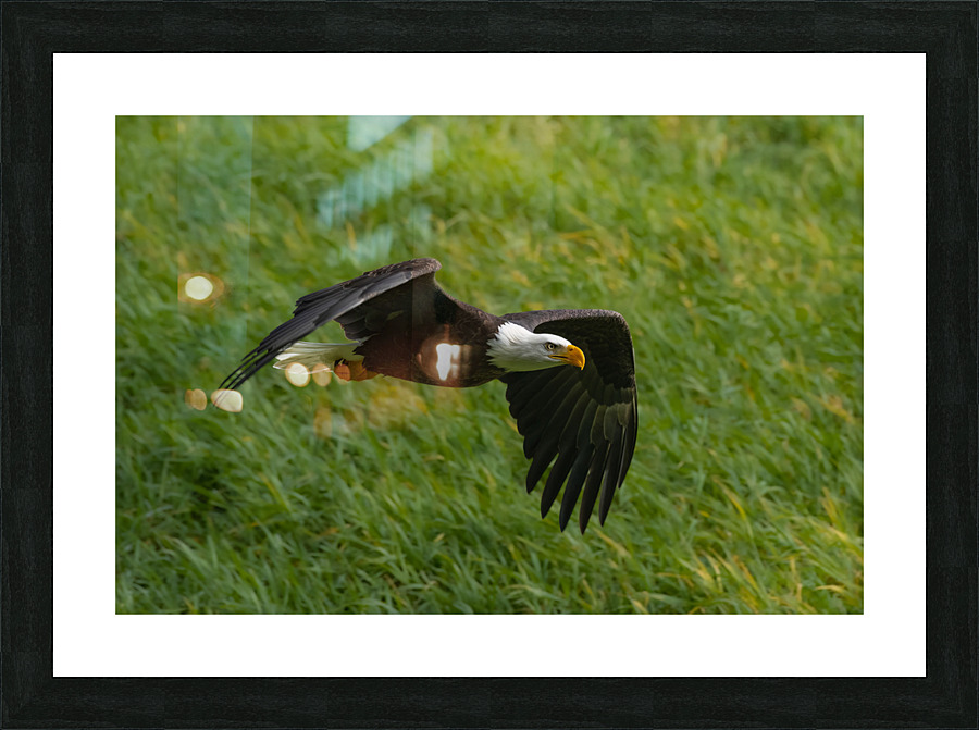 Bald Eagle Picture Frame print