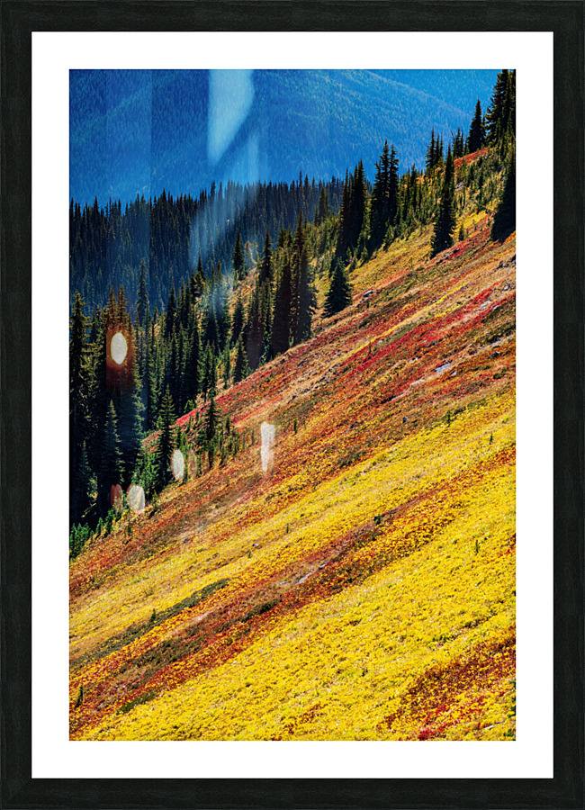 Mountain Wild Flowers Picture Frame print