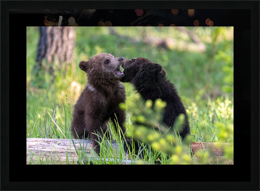 Grizzly Cubs Picture Frame print