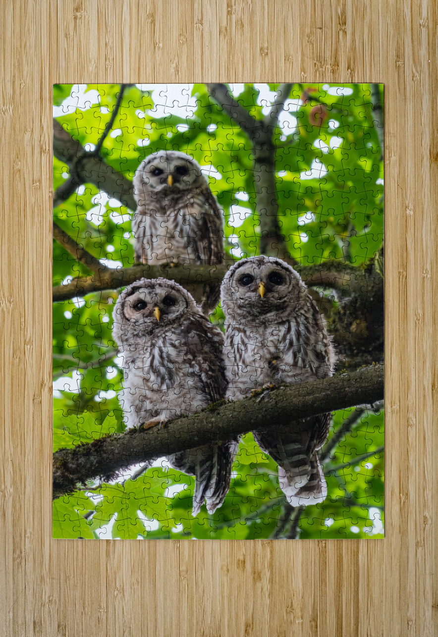 Barred Owlets Randy Tremblay Photography Puzzle printing