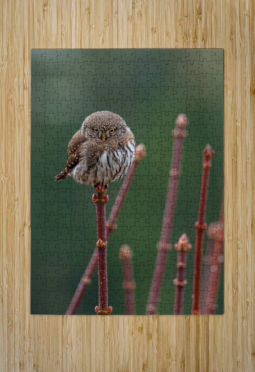 Northern Pygmy Owl Randy Tremblay Photography Puzzle printing