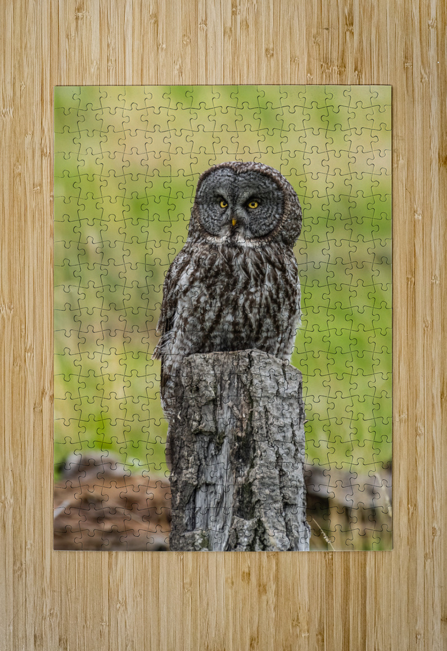 Great Gray Owl Randy Tremblay Photography Puzzle printing
