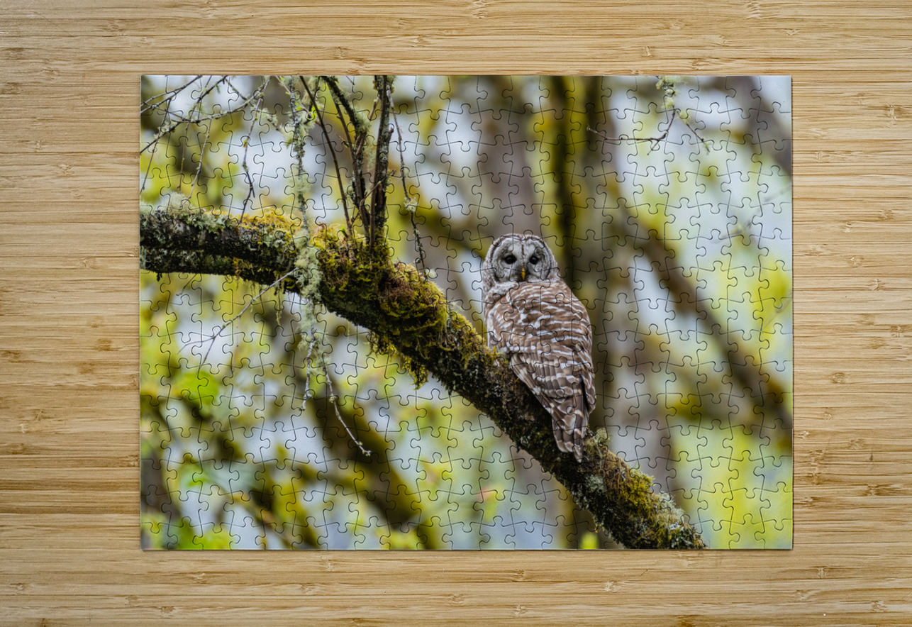 Barred Owl Randy Tremblay Photography Puzzle printing