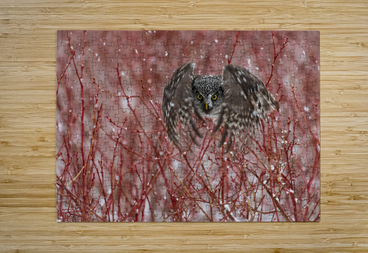 Northern Hawk Owl Randy Tremblay Photography Puzzle printing