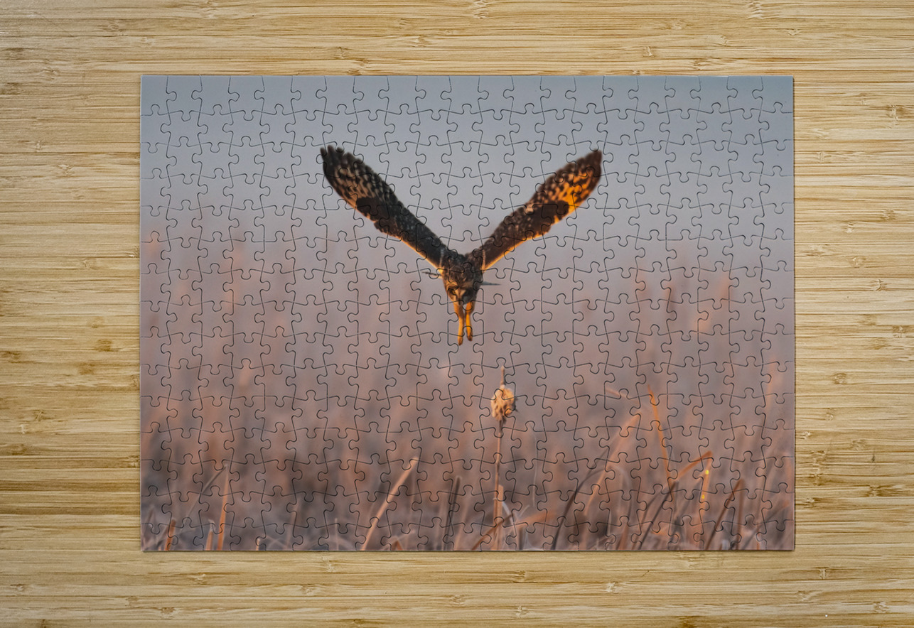 Short-eared Owl Randy Tremblay Photography Puzzle printing