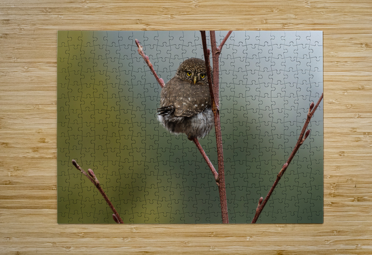 Northern Pygmy Owl Randy Tremblay Photography Puzzle printing
