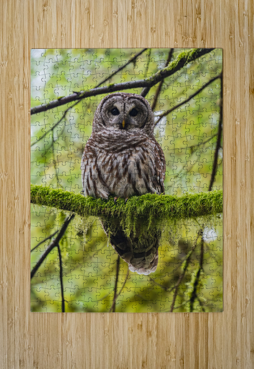 Barred Owl Randy Tremblay Photography Puzzle printing