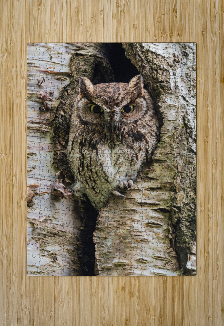 Western Screech Owl Randy Tremblay Photography Puzzle printing