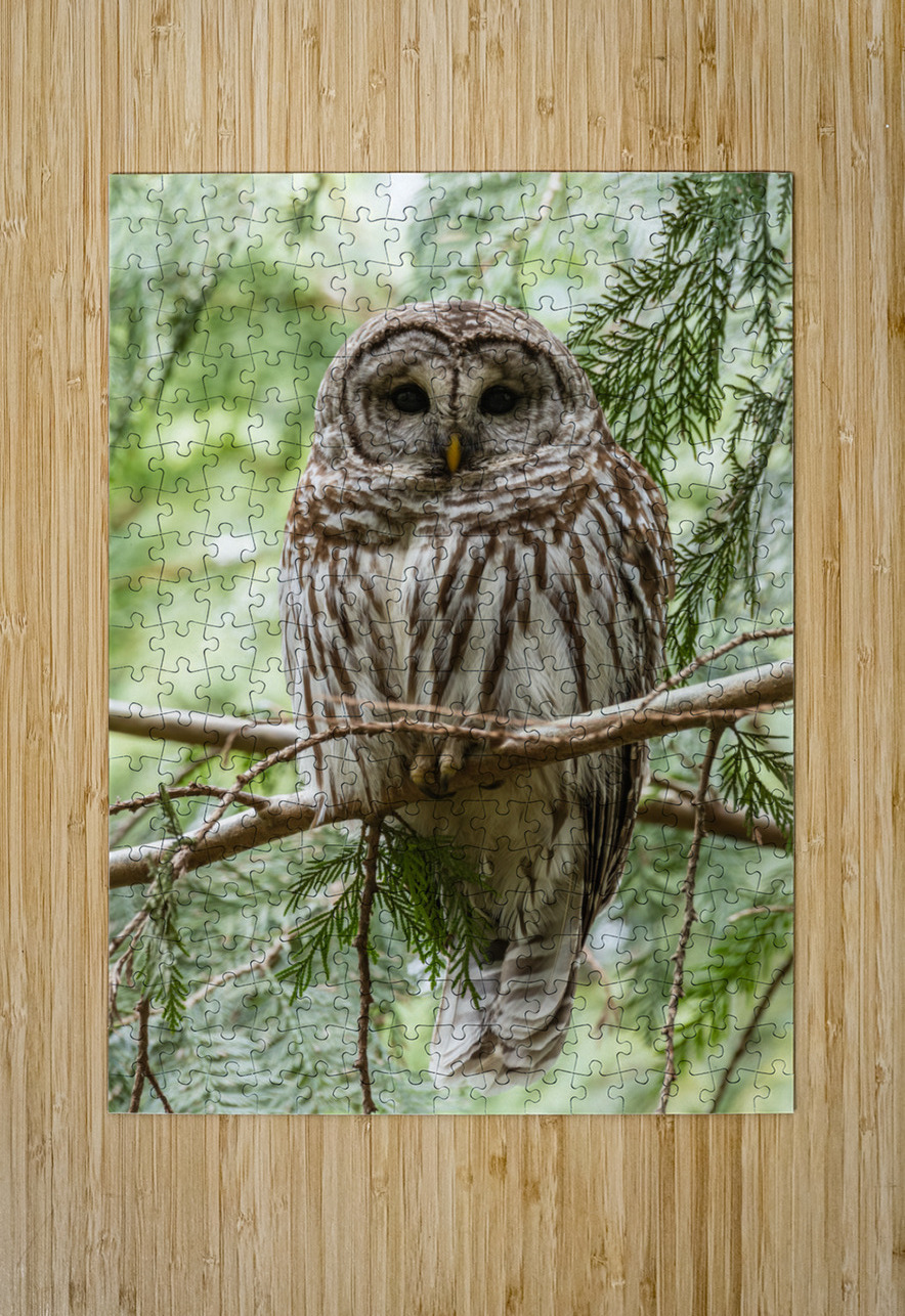 Barred Owl Randy Tremblay Photography Puzzle printing