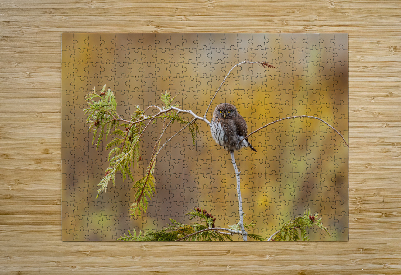 Northern Pygmy Owl Randy Tremblay Photography Puzzle printing