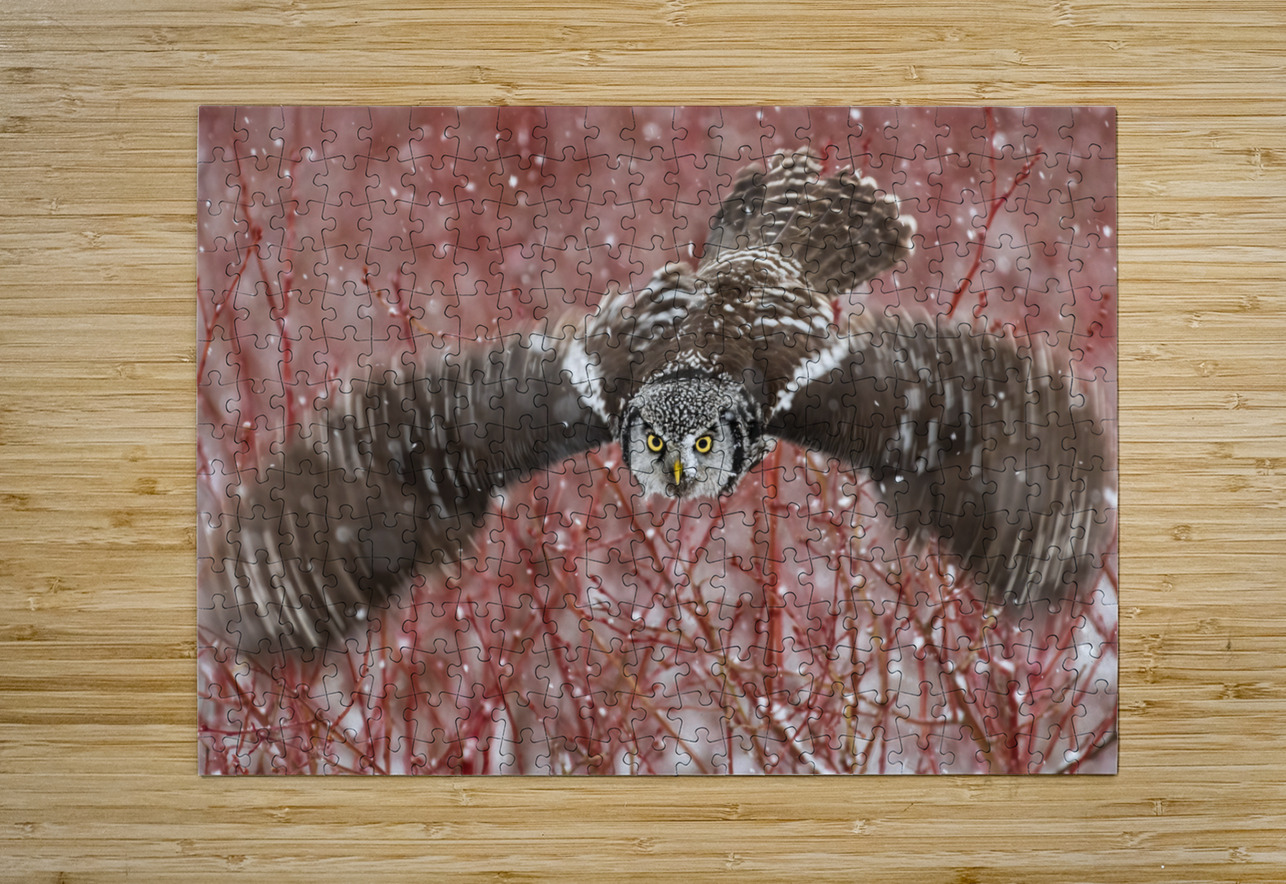 Northern Hawk Owl Randy Tremblay Photography Puzzle printing