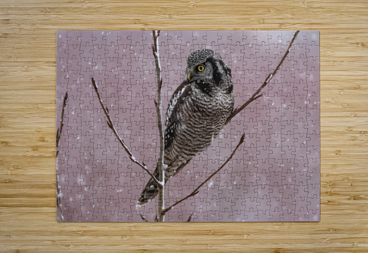 Northern Hawk Owl Randy Tremblay Photography Puzzle printing