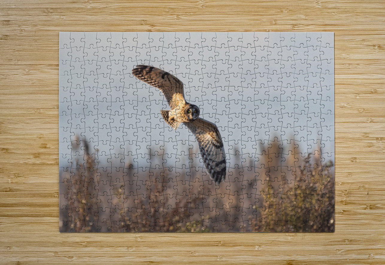 Short-eared Owl Randy Tremblay Photography Puzzle printing