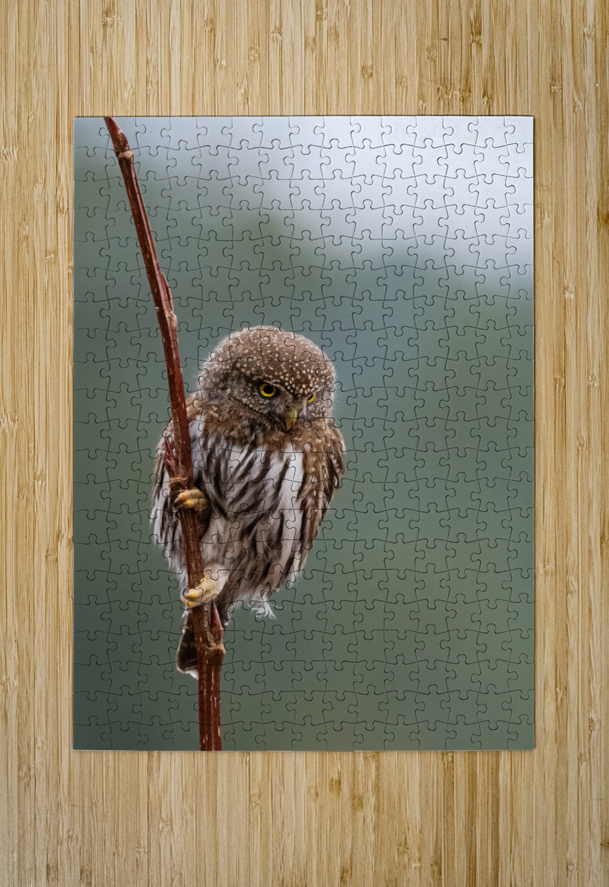 Northern Pygmy Owl Randy Tremblay Photography Puzzle printing