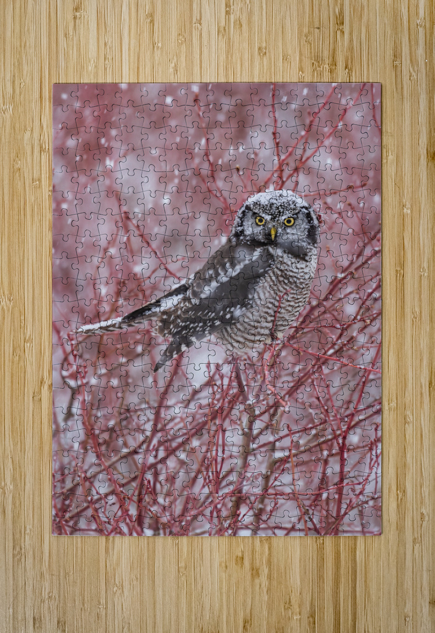 Northern Hawk Owl Randy Tremblay Photography Puzzle printing