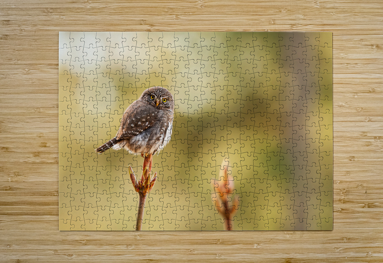 Northern Pygmy Owl Randy Tremblay Photography Puzzle printing