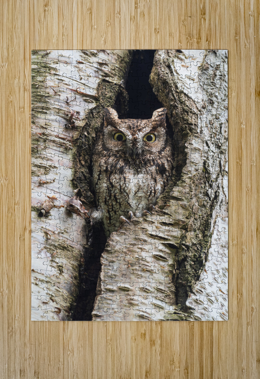 Western Screech Owl Randy Tremblay Photography Puzzle printing