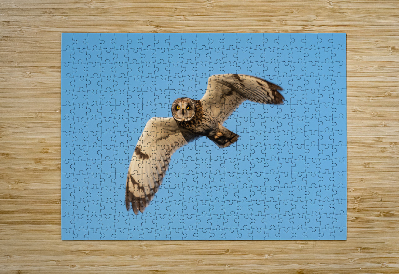 Short-eared Owl Randy Tremblay Photography Puzzle printing