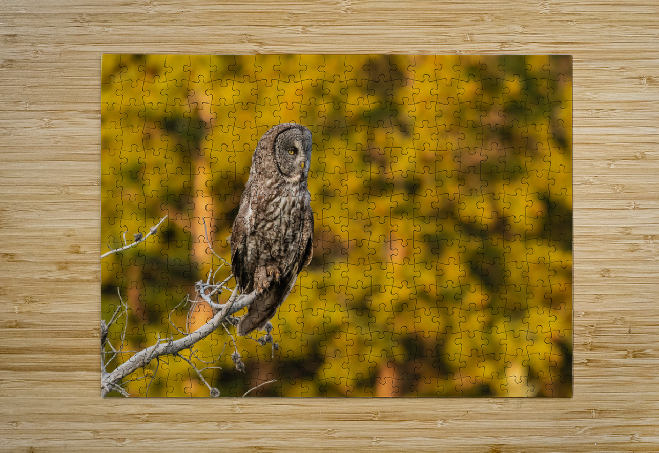 Great Gray Owl Randy Tremblay Photography Puzzle printing