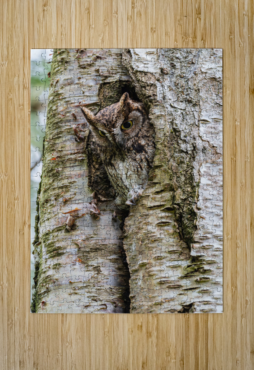 Western Screech Owl Randy Tremblay Photography Puzzle printing