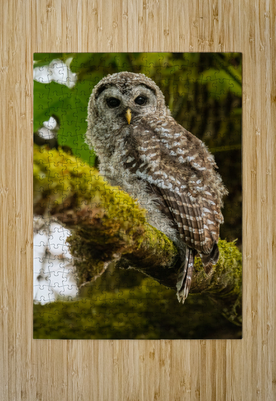 Barred Owlet Randy Tremblay Photography Puzzle printing