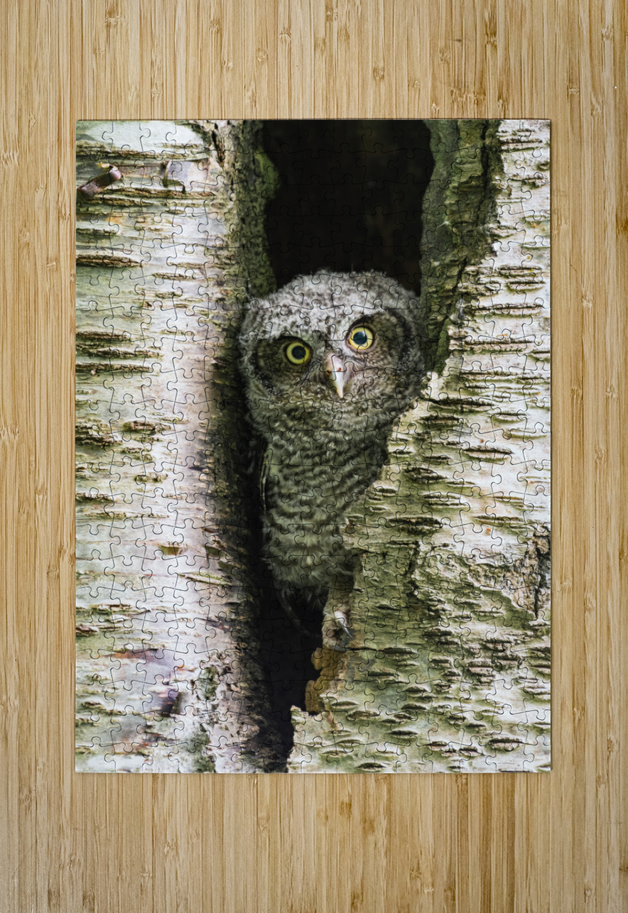 Western Screech Owlet Randy Tremblay Photography Puzzle printing