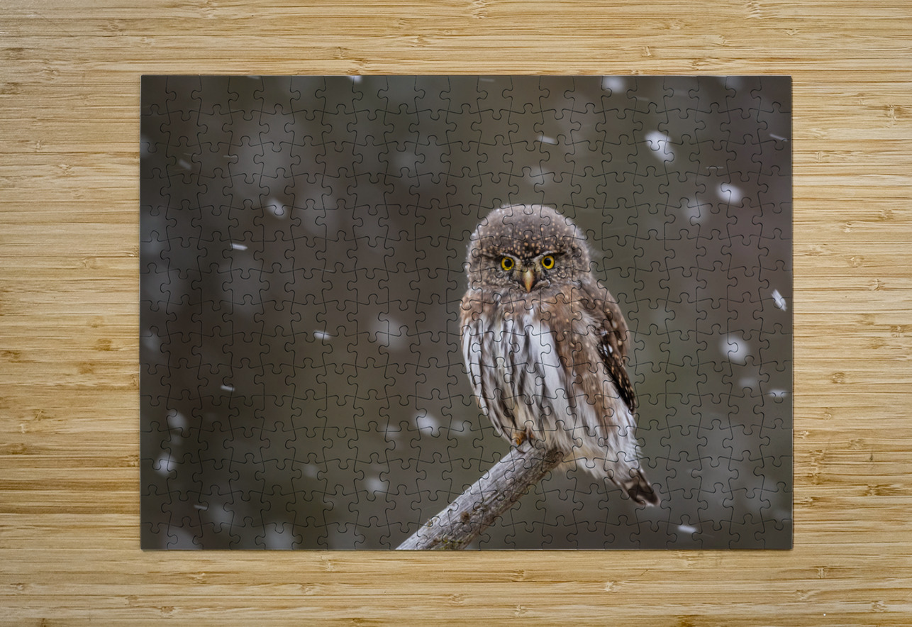 Northern Pygmy Owl Randy Tremblay Photography Puzzle printing