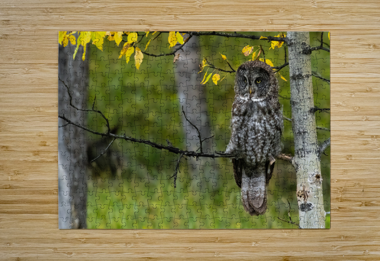 Great Gray Owl Randy Tremblay Photography Puzzle printing