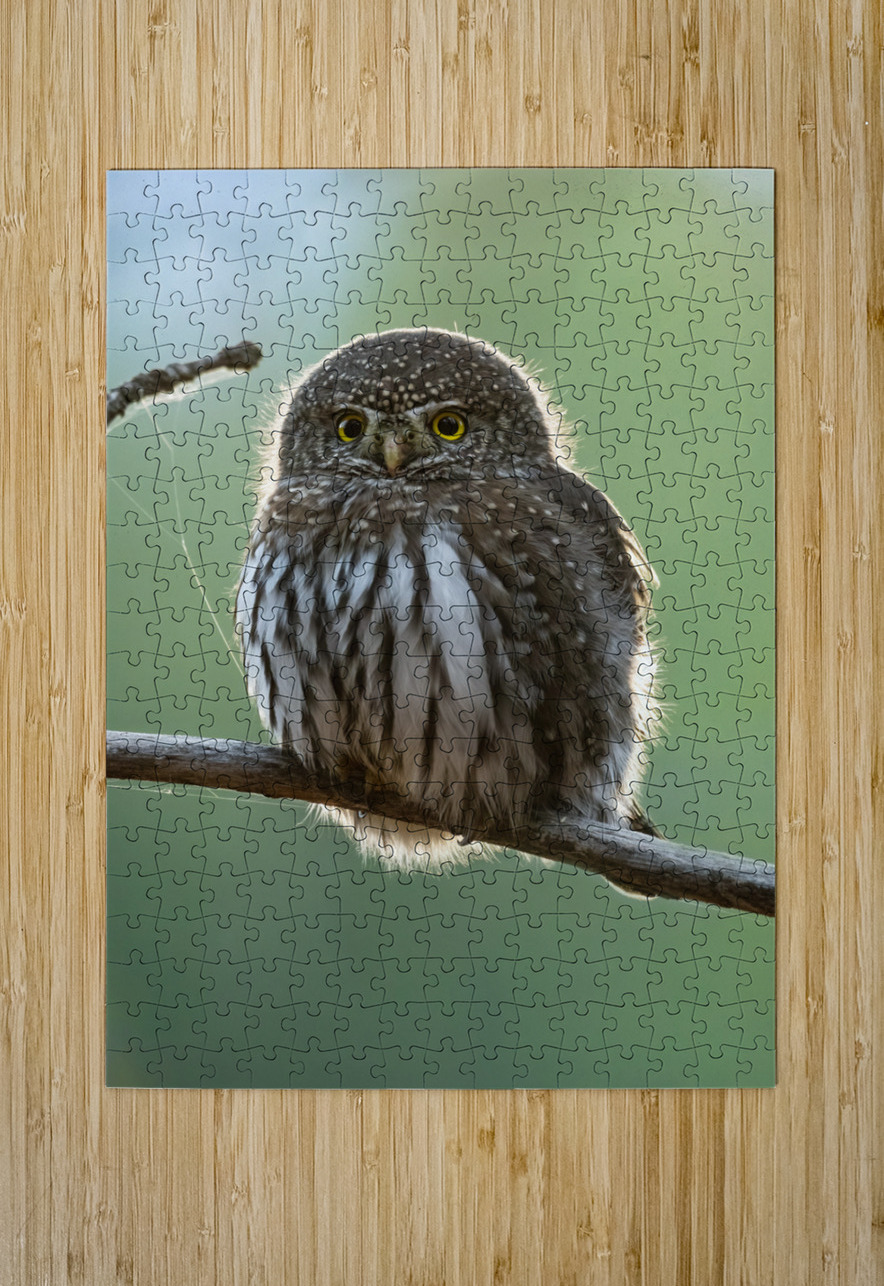 Northern Pygmy Owl Randy Tremblay Photography Puzzle printing