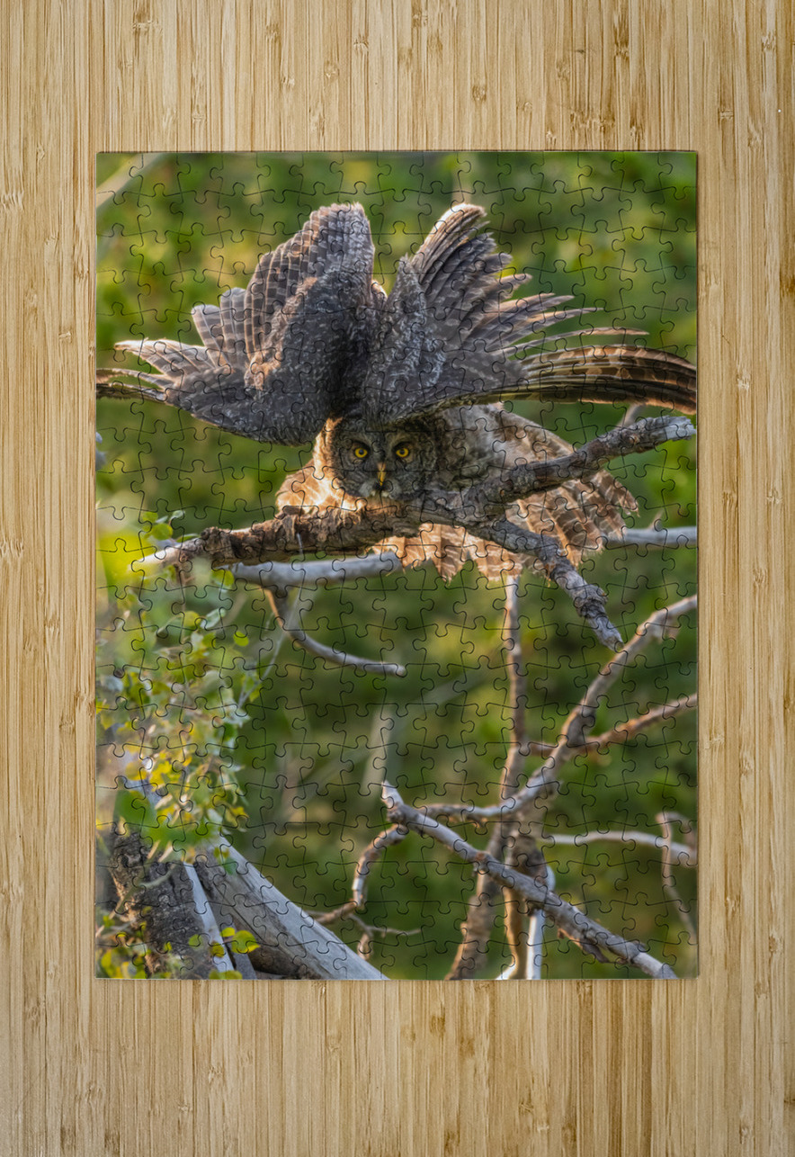 Great Gray Owlet Randy Tremblay Photography Puzzle printing