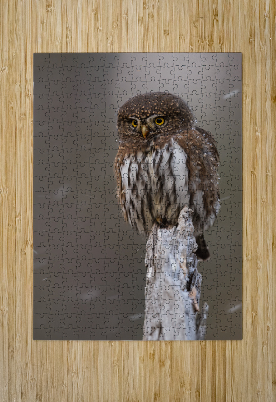Northern Pygmy Owl Randy Tremblay Photography Puzzle printing