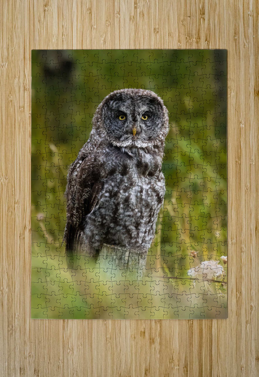 Great Gray Owl Randy Tremblay Photography Puzzle printing