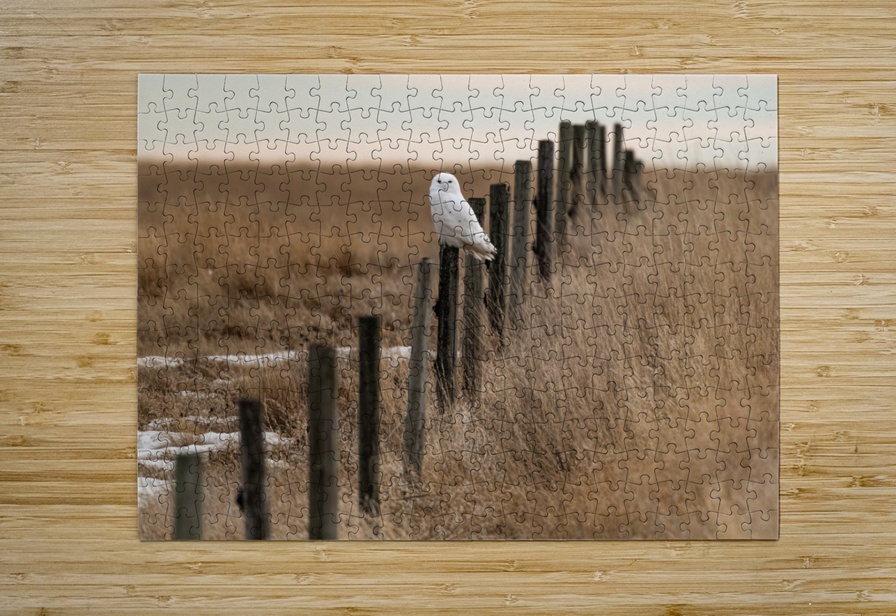 Snowy Owl Randy Tremblay Photography Puzzle printing