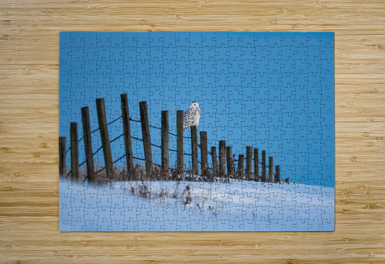 Snowy Owl Randy Tremblay Photography Puzzle printing