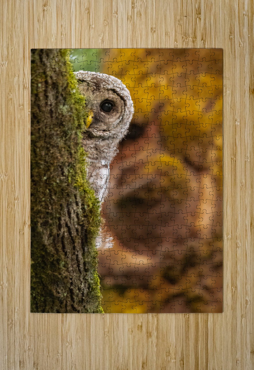 Barred Owlet Randy Tremblay Photography Puzzle printing