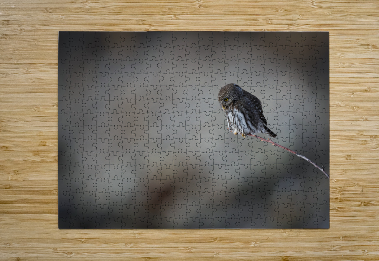 Northern Pygmy Owl Randy Tremblay Photography Puzzle printing