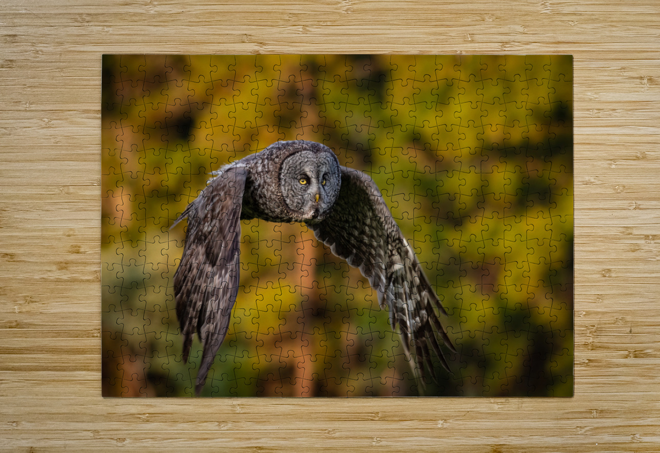 Great Gray Owl Randy Tremblay Photography Puzzle printing